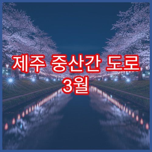 제주 중산간 도로 3월 벚꽃 드라이브 BEST 5