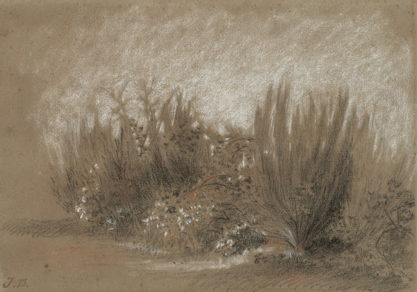 Genets et Ronces Broom and Brambles 1860s