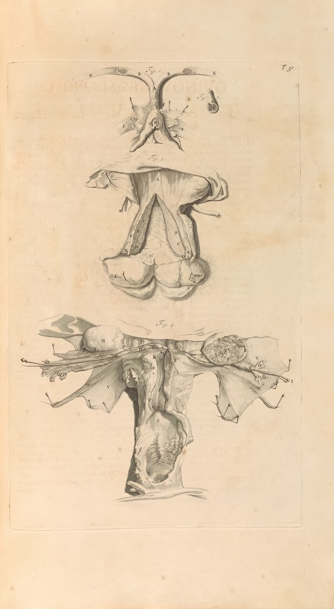 Anatomia humani corporis Pl052 1685