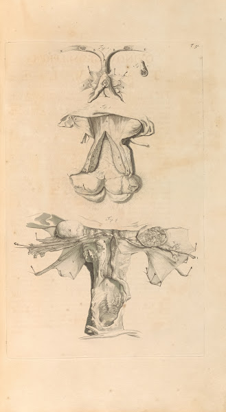 Anatomia humani corporis Pl052 1685