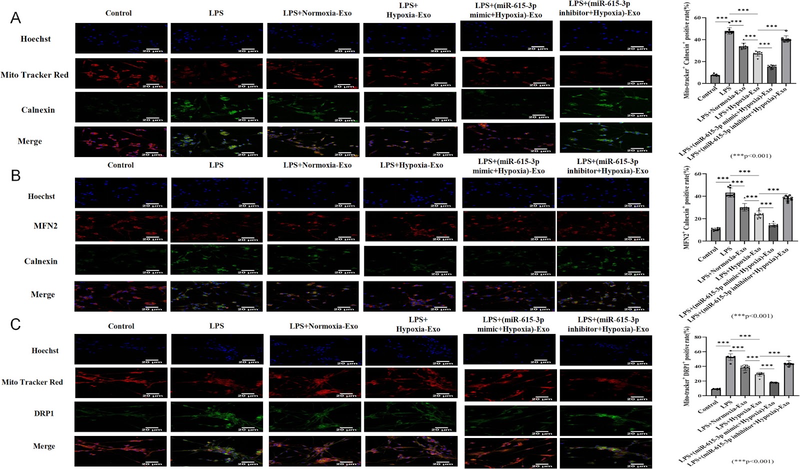 Hypoxia-conditioned BMSC exosomes improve short-term spinal cord injury outcomes via the miR-615-3p/PDE4C-mediated cAMP/PKA pathway