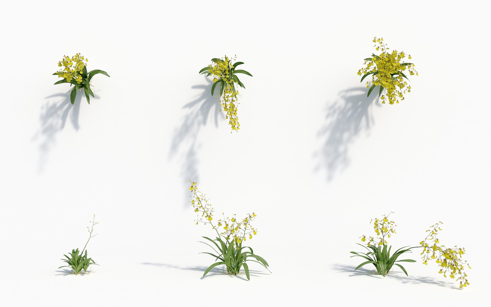 Maxtree - Plant Models Vol.8