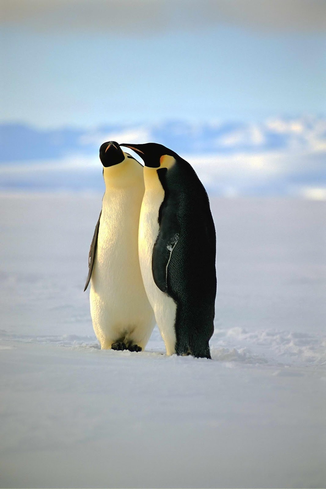 Penguins Picture
