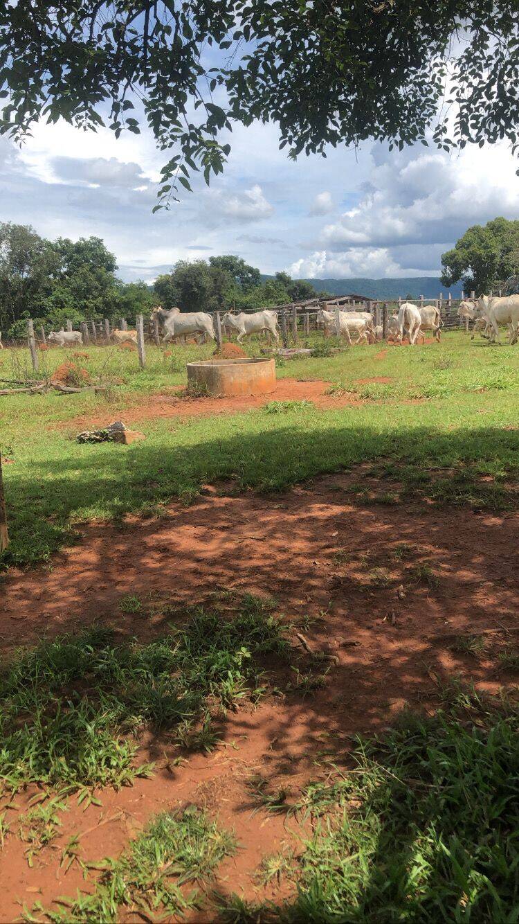 Fazenda em Minaçu-GO 4