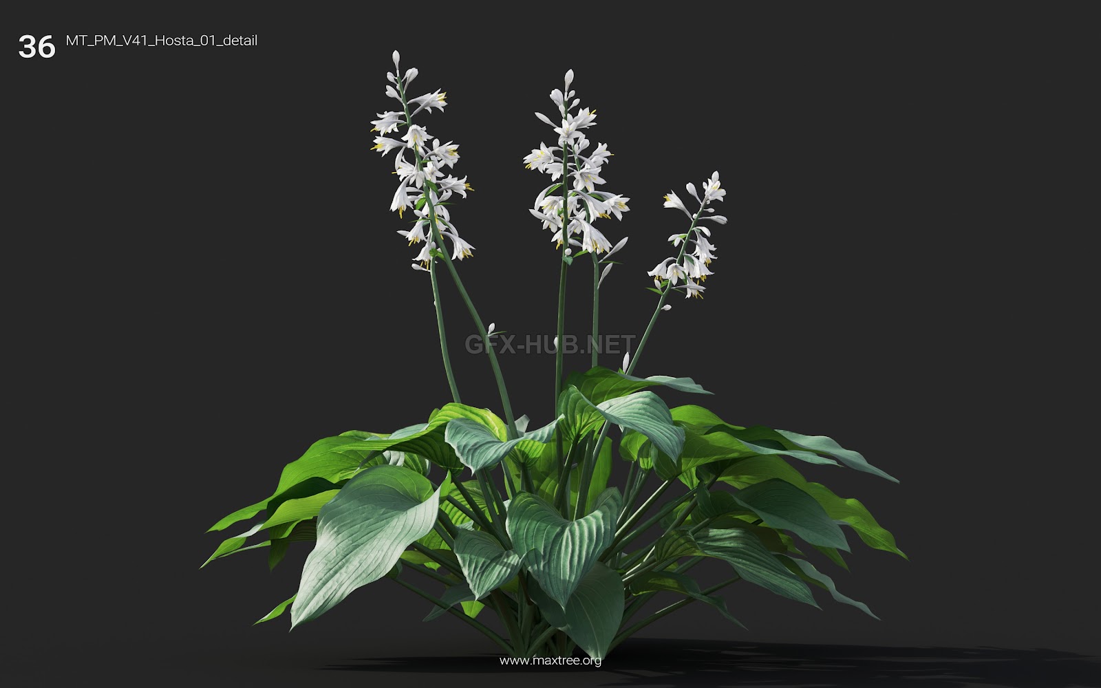 Maxtree - Plant Models Vol.41