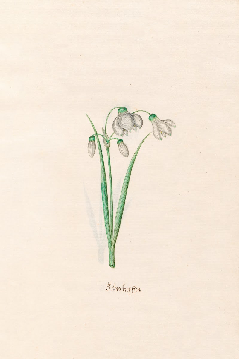 chneefroyffenn Schneeflocken 1692