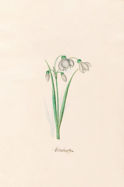 chneefroyffenn Schneeflocken 1692