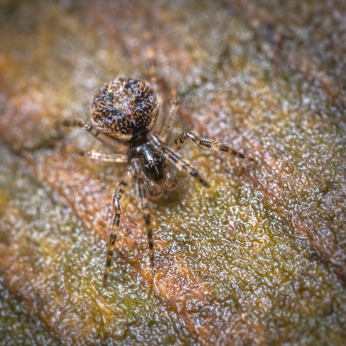 Theridion mystaceum/melanurum