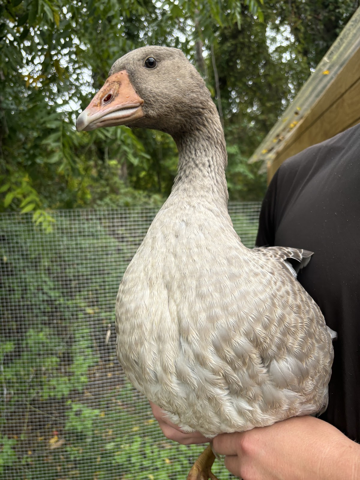 Toulouse Goose
