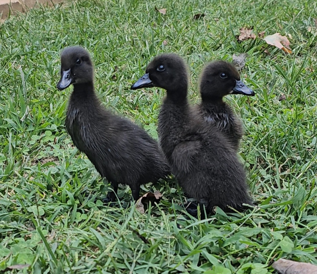 Cayuga Duckling