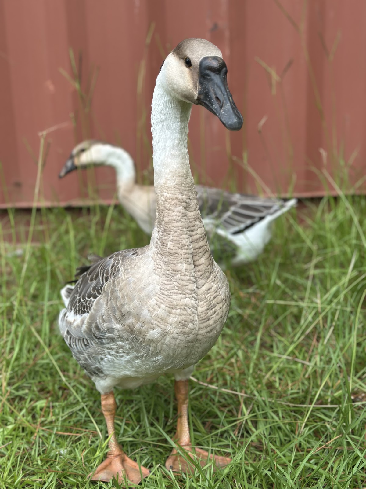 African Goose