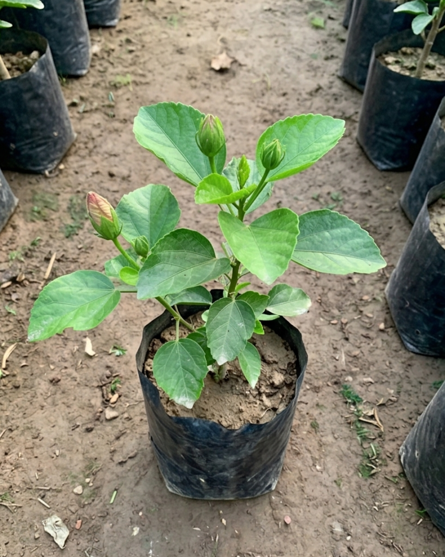 Hibiscus Petar's Angel Star — view 2