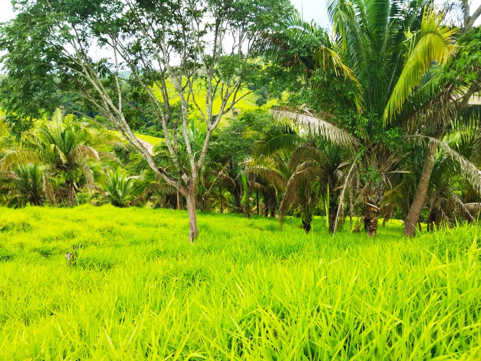 Fazenda em Padre Bernardo - GO 4