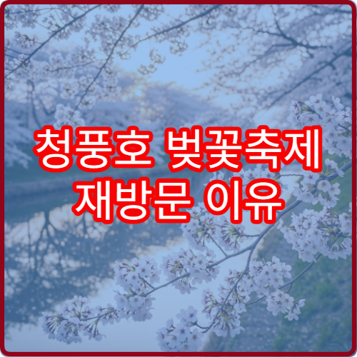 청풍호 벚꽃축제 재방문 이유 평일vs주말 솔직 후기 비교
