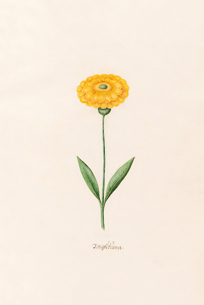 Ringelblüm 1692