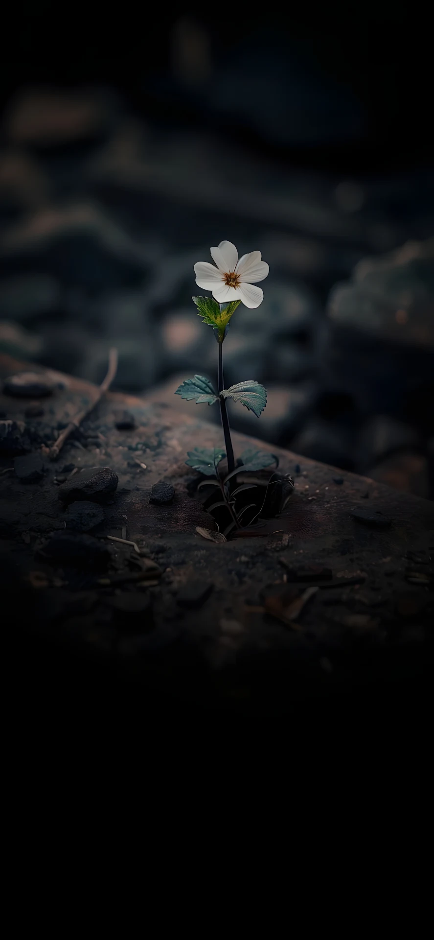 Single White Flower Growing from Dark Ground - Free 4K mobile Wallpaper