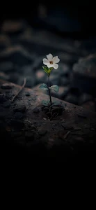 Single White Flower Growing from Dark Ground