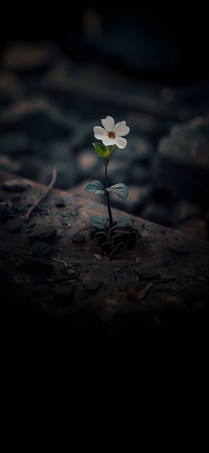 Single White Flower Growing from Dark Ground - Free mobile Wallpaper