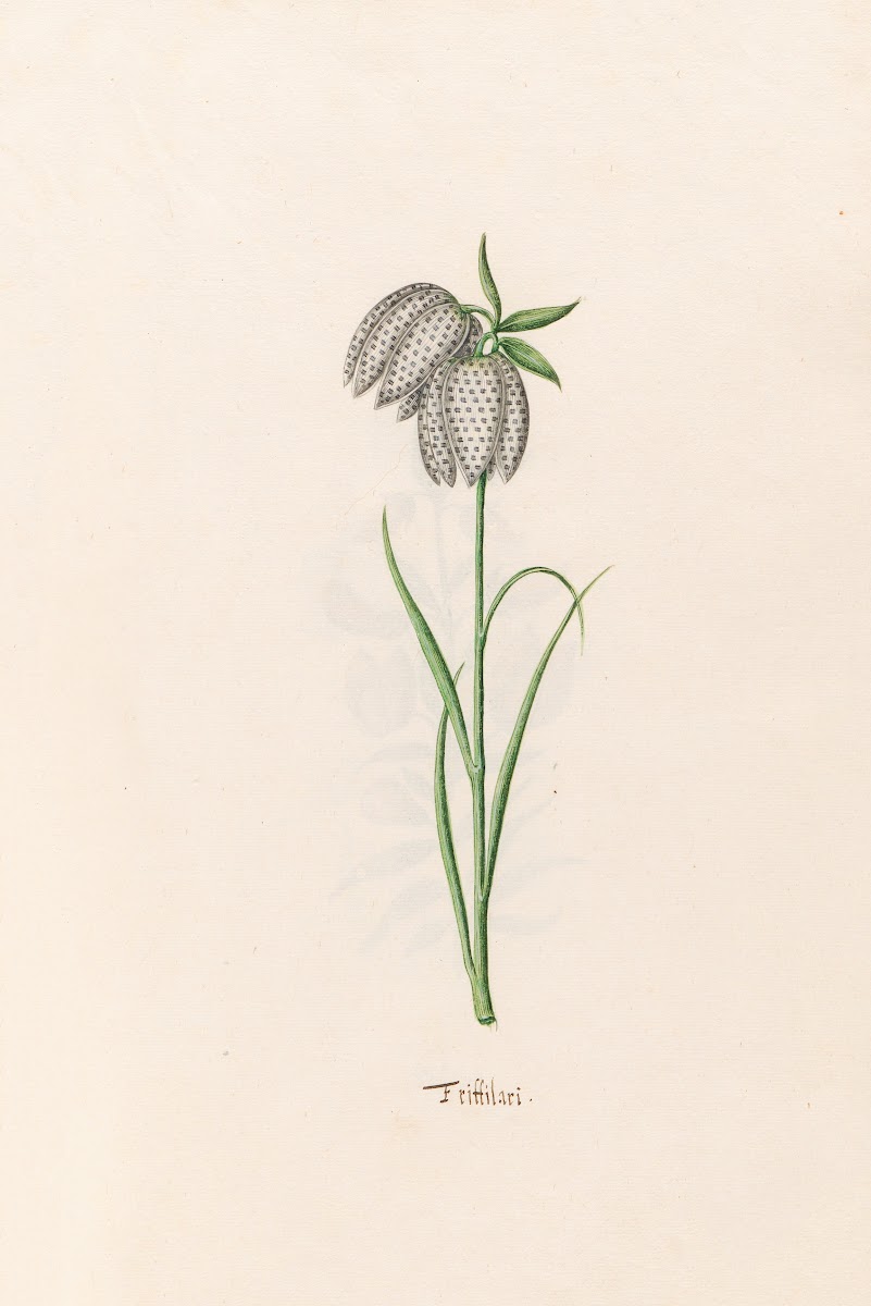 Frittilari Fritillaria 1692