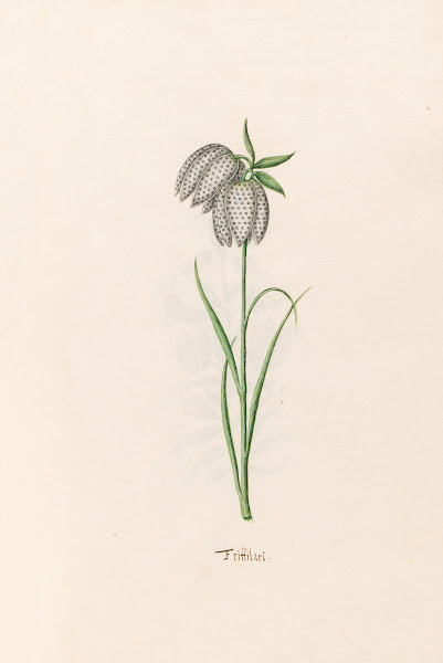 Frittilari Fritillaria 1692