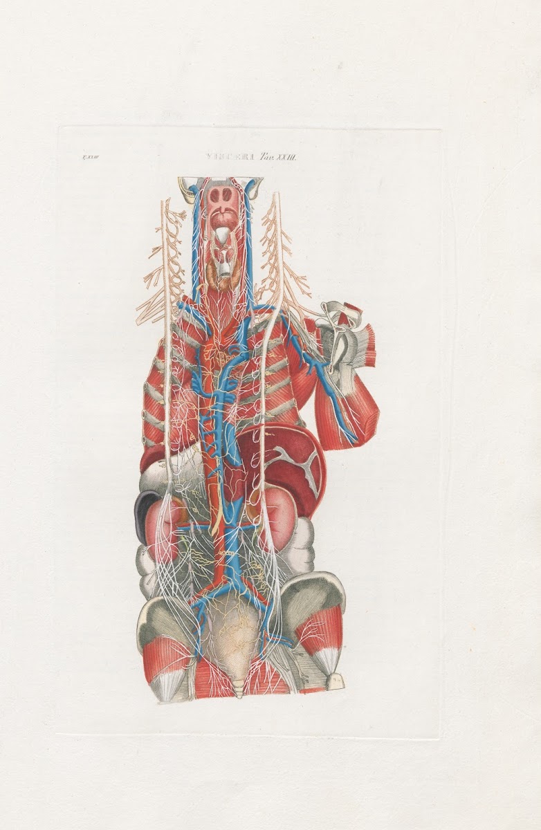 Anatomia Universale Pl69 1833