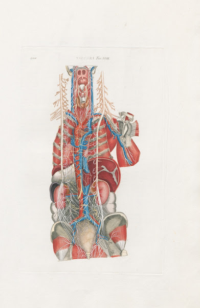 Anatomia Universale Pl69 1833