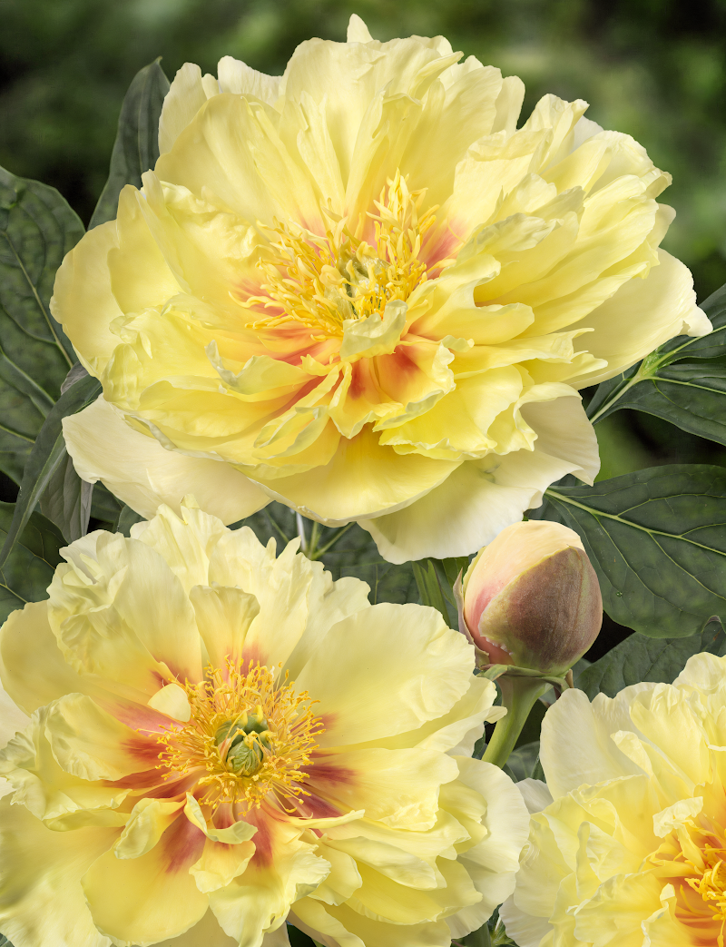 Paeonia Itoh 'Bartzella' in piena fioritura con grandi fiori gialli nel giardino