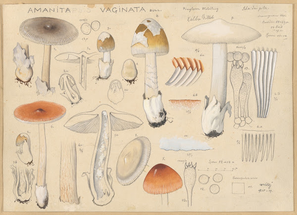 Amanita vaginata Bull 1915 1945