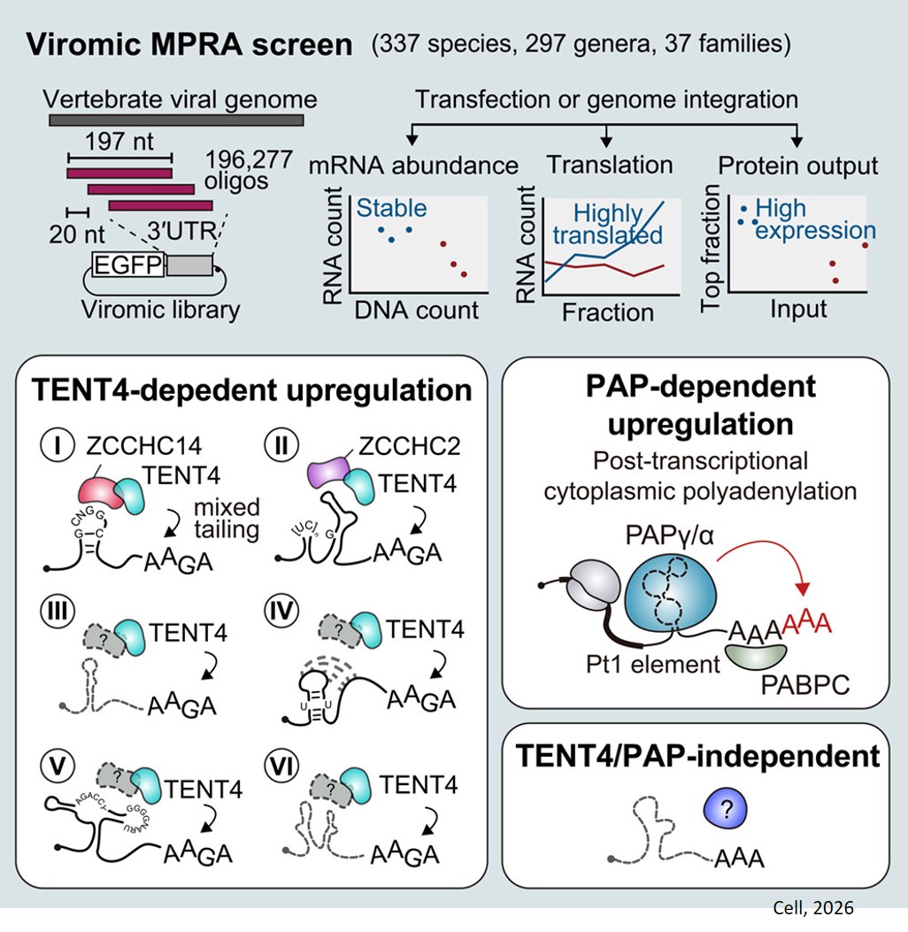 Viral RNA elements functional map!