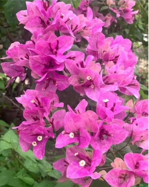 Imported Violet September Bougainvillea Plant