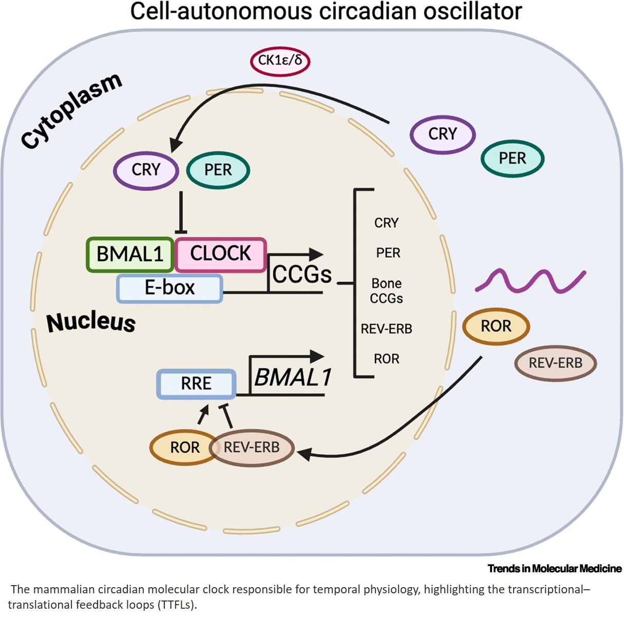How circadian rhythms impact bone cell function and skeletal health