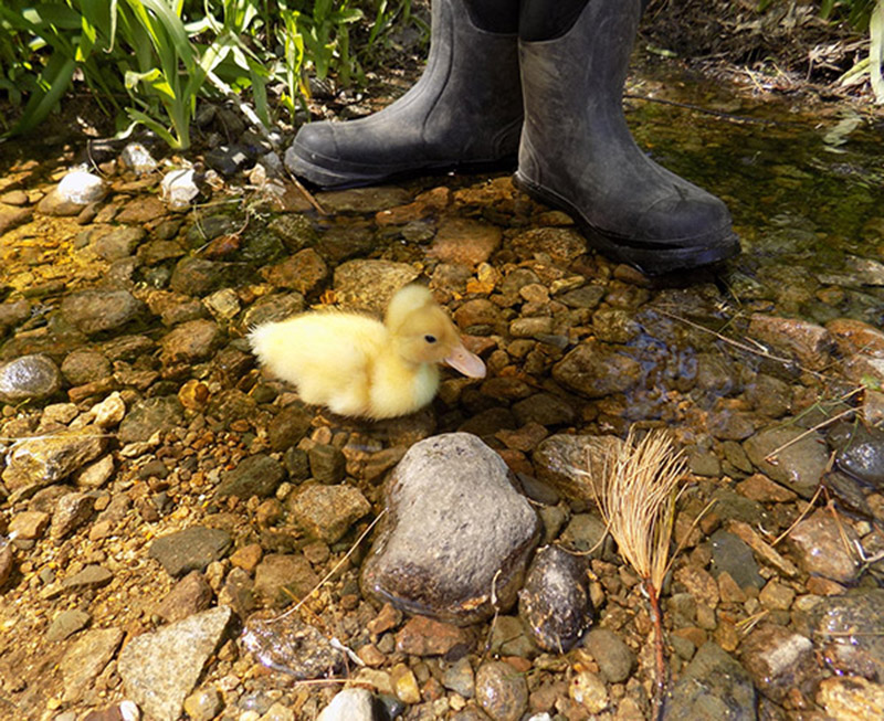 White Crested Duckling