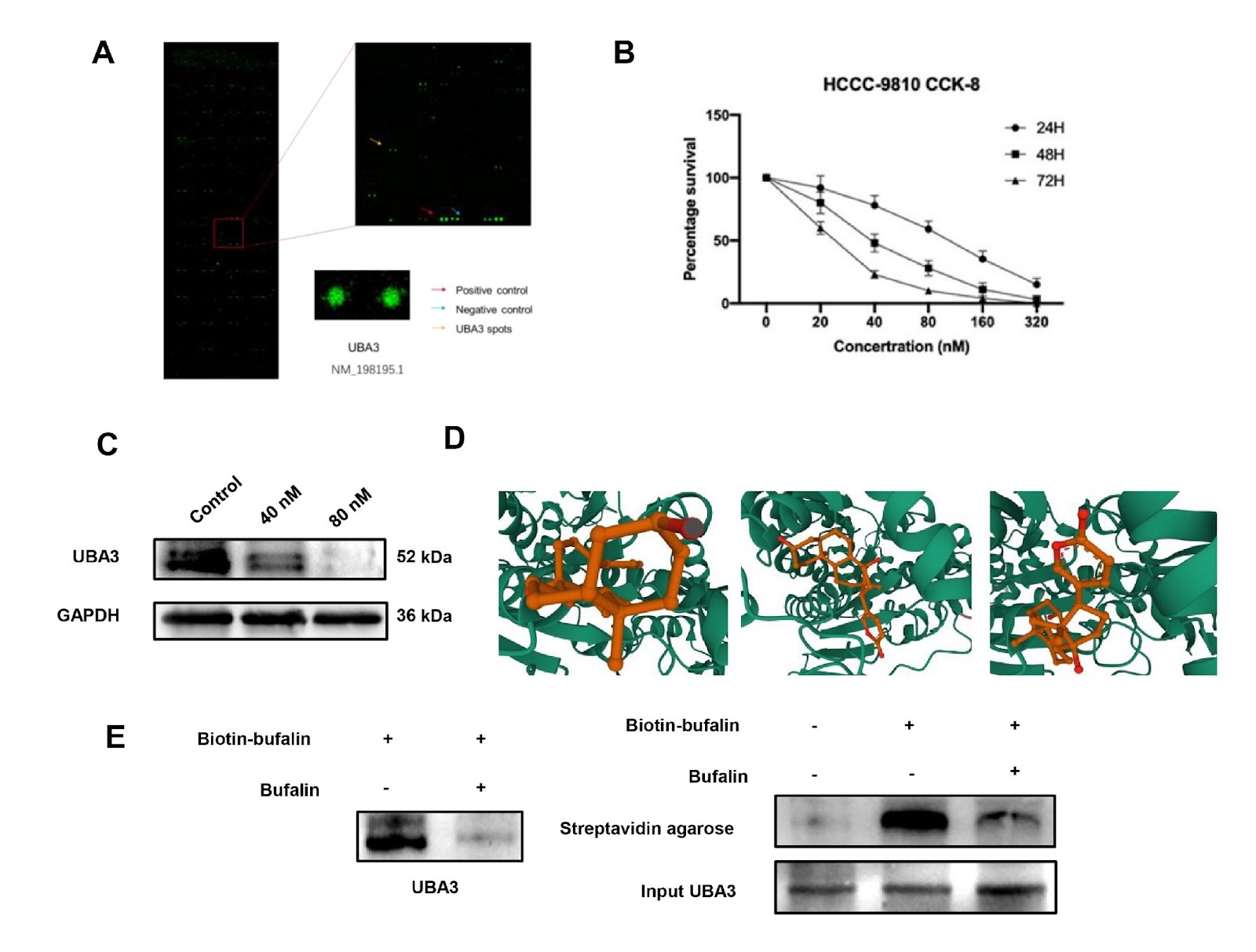 UBA3 promotes the occurrence and metastasis of intrahepatic cholangiocarcinoma through MAPK signaling pathway
