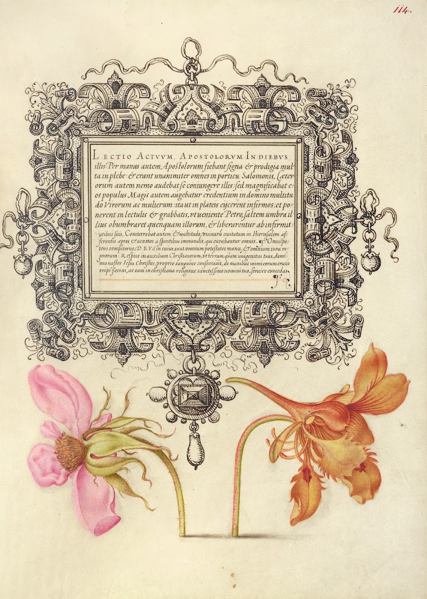 French Rose and Dwarf Nasturtium 15611596
