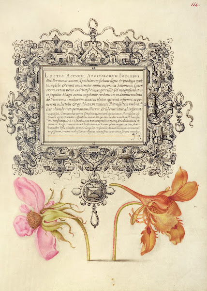 French Rose and Dwarf Nasturtium 15611596