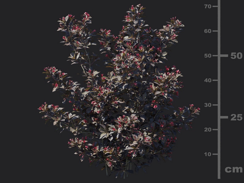 Maxtree - Plant Models Vol.116