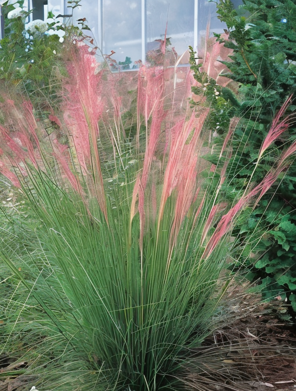 Muhlenbergia capillaris in fiore con i suoi pennacchi rosa al tramonto