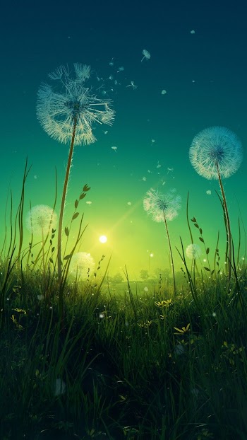 Dandelion Picture
