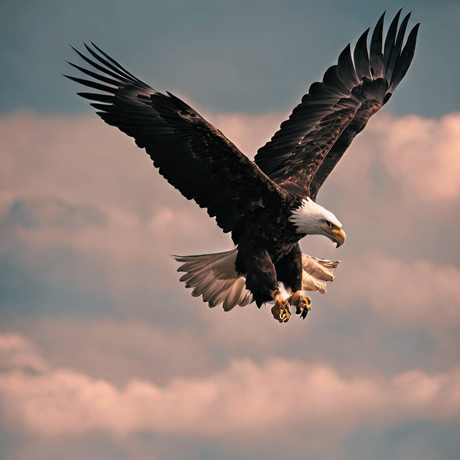 Download Bald Eagle Soaring Over Mountains 4K iPhone