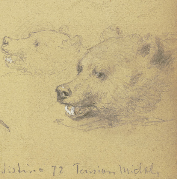 Two bears