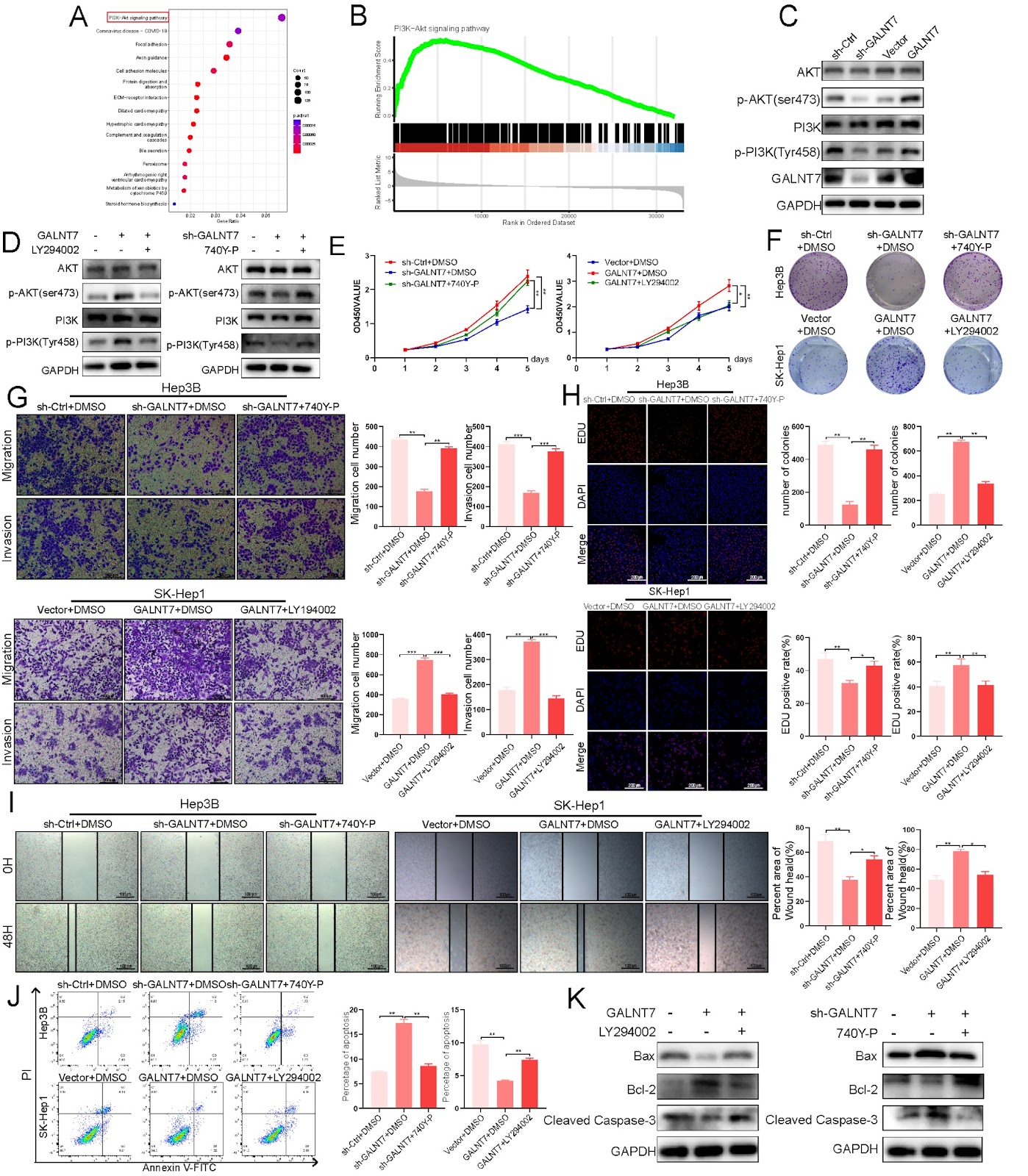 GALNT7 promotes hepatocellular carcinoma progression by activating the PI3K/AKT signaling pathway via O-glycosylation of MUC13