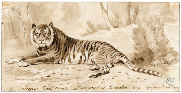Een liggende tijger 1858