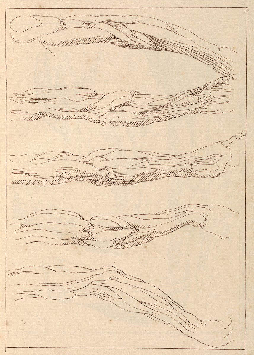 Anatomical Studies of Arms 1716