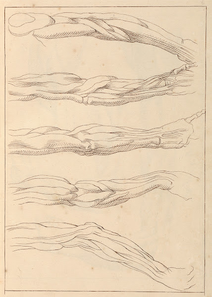 Anatomical Studies of Arms 1716