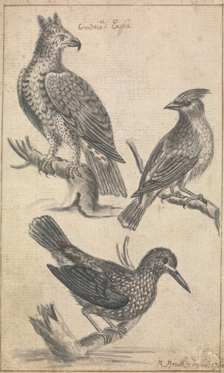 Crowned Eagle and Two Birds 1760
