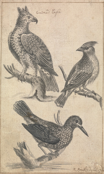 Crowned Eagle and Two Birds 1760