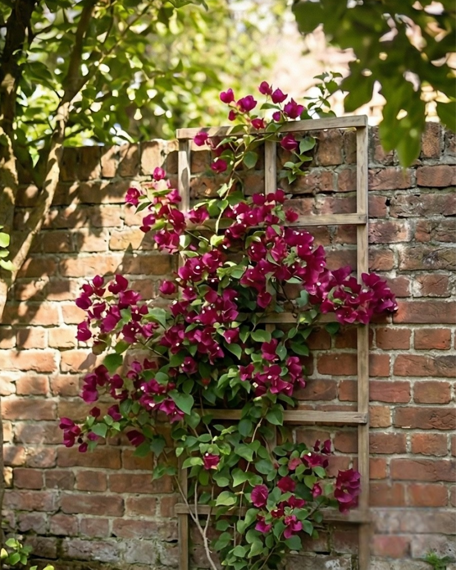 Imported Dark One Rubiyana Bougainvillea Plant — view 4