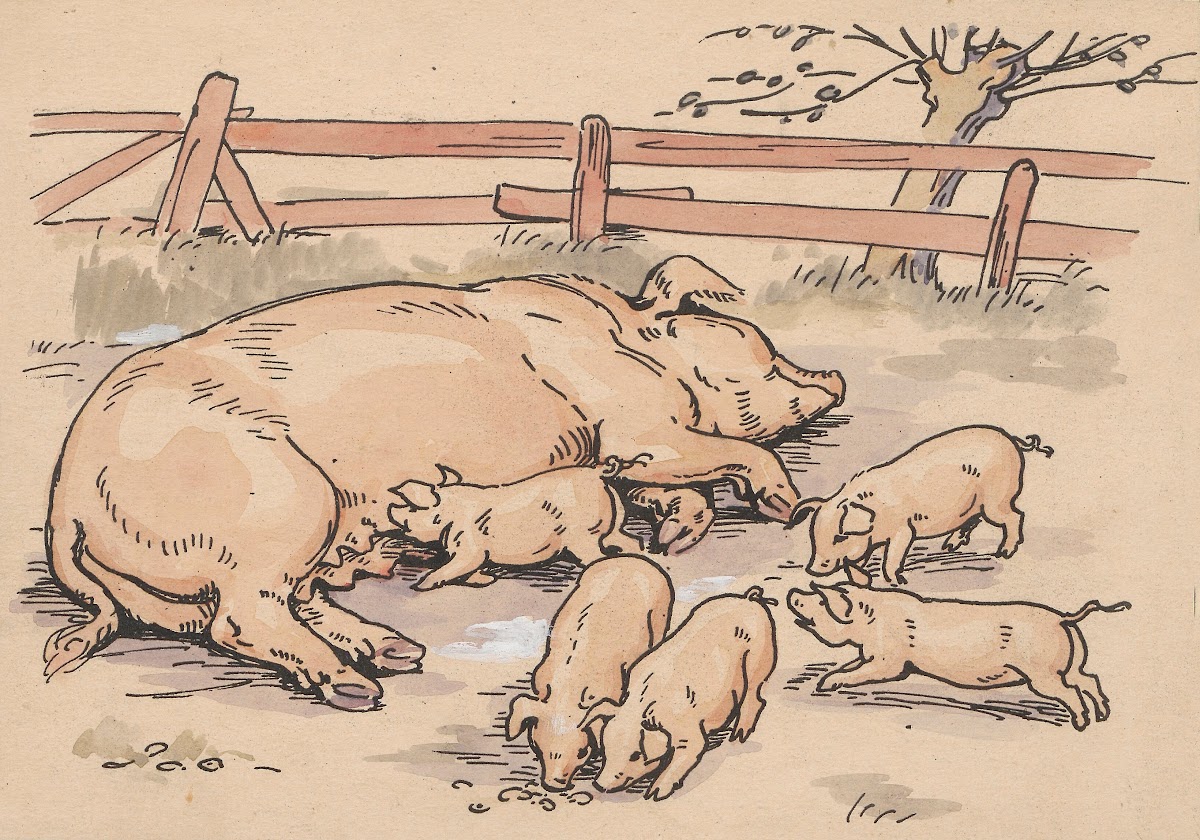 Sow and piglets in enclosure 20th century