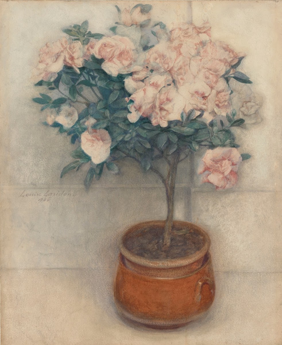 Azaleas 1906