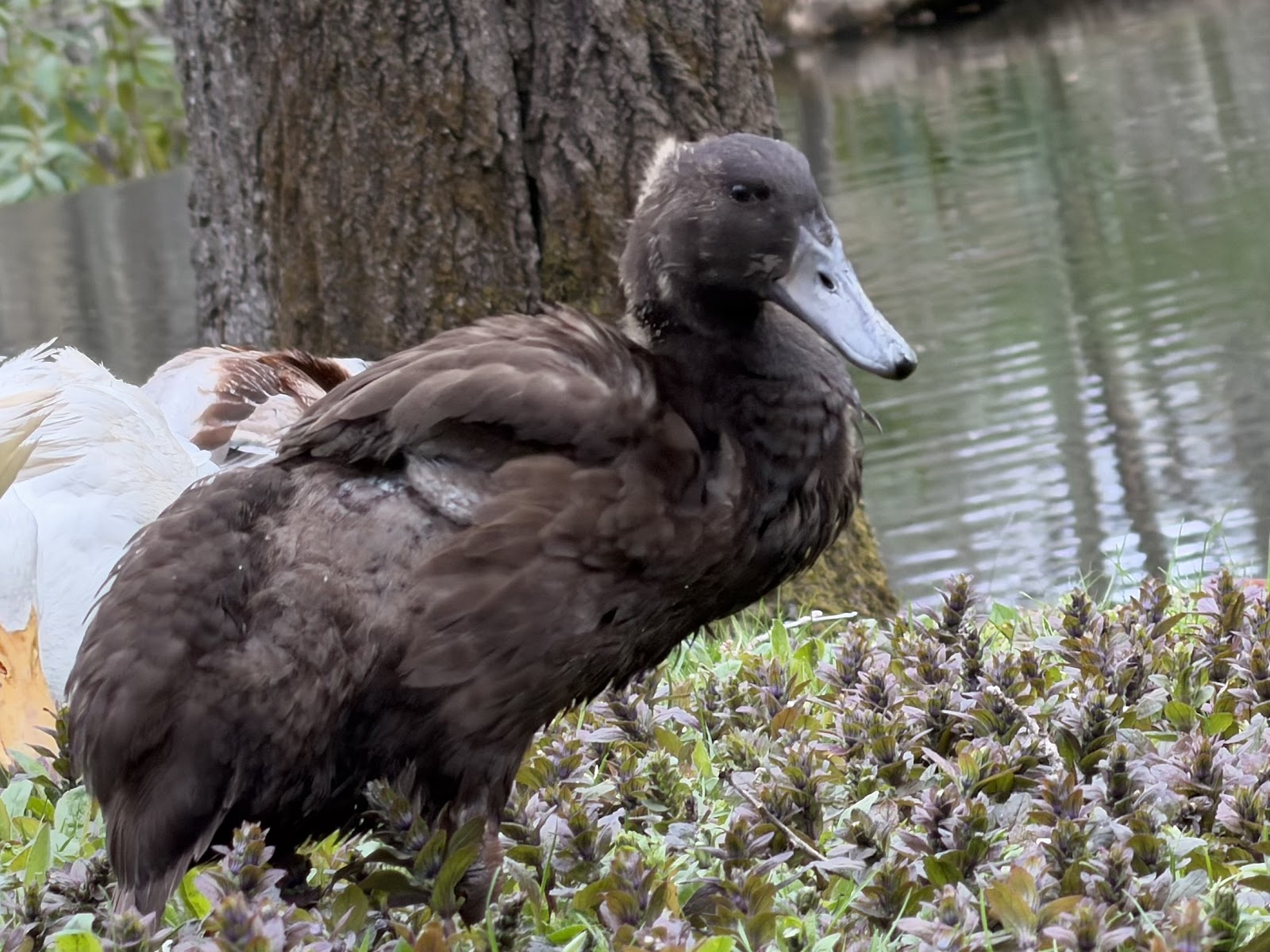 Chocolate Runner Duckling